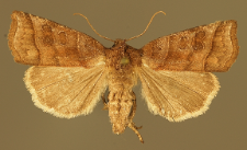 Ipimorpha retusa (Linnaeus, 1761)
