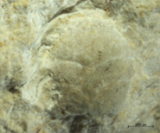 Goniodromites kubai