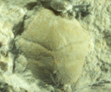 Goniodromites kubai