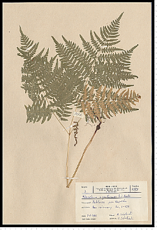 Pteridium aquilinum (L.) Kuhn