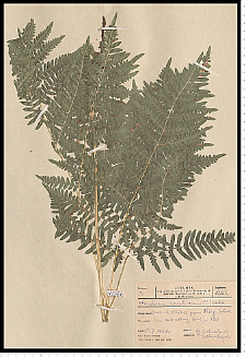 Pteridium aquilinum (L.) Kuhn