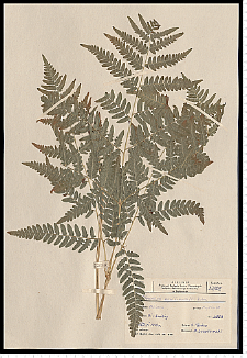 Pteridium aquilinum (L.) Kuhn