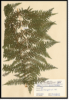 Athyrium filix-femina (L.) Roth