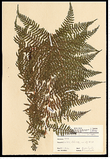 Athyrium filix-femina (L.) Roth