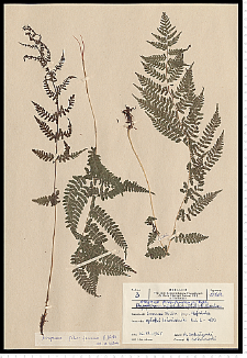 Athyrium filix-femina (L.) Roth