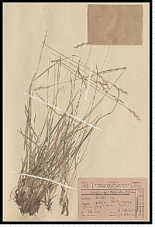 Danthonia decumbens DC.