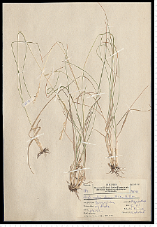 Danthonia decumbens DC.