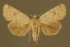 Agrochola lota (Clerck, 1759)