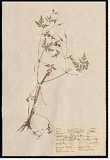 Geranium robertianum L.