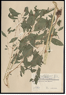 Impatiens noli-tangere L.