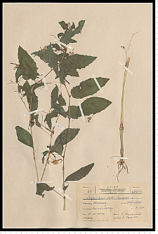 Impatiens noli-tangere L.
