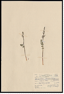 Botrychium lunaria (L.) Sw.