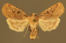 Conistra rubiginosa (Scopoli, 1763)