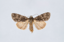 Acronicta rumicis