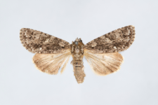 Acronicta rumicis