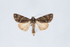Acronicta rumicis