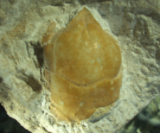 Tanidromites scheffnerae