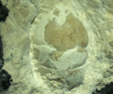 Tanidromites scheffnerae