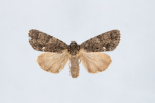 Acronicta rumicis