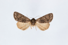 Acronicta rumicis
