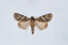 Acronicta rumicis