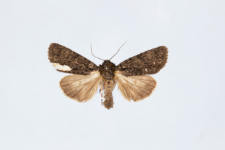 Acronicta rumicis