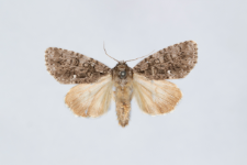 Acronicta rumicis