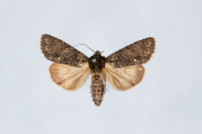 Acronicta rumicis