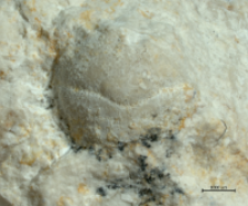 Goniodromites species