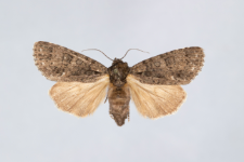 Acronicta rumicis