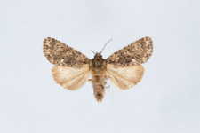 Acronicta rumicis