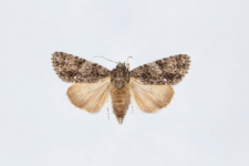 Acronicta rumicis