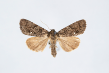 Acronicta rumicis