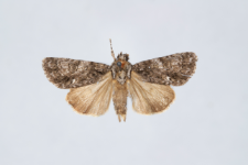 Acronicta rumicis