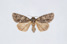 Acronicta rumicis