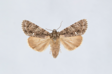 Acronicta rumicis