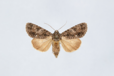Acronicta rumicis