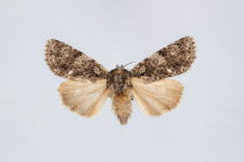 Acronicta rumicis