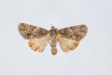 Acronicta rumicis