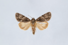 Acronicta rumicis