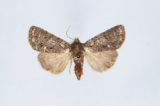 Acronicta rumicis
