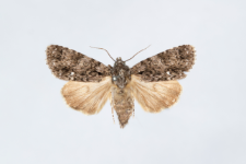 Acronicta rumicis