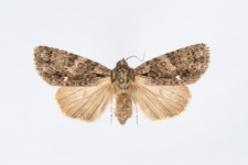 Acronicta rumicis
