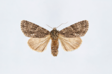 Acronicta rumicis