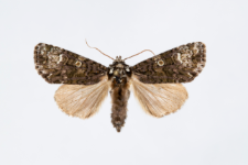 Acronicta rumicis