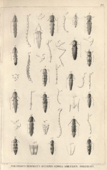 Monographie des &Eacute;lat&eacute;rides. T. 3