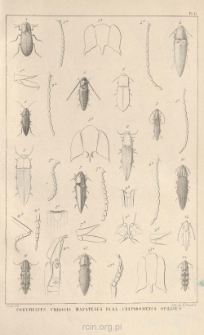 Monographie des &Eacute;lat&eacute;rides. T. 4