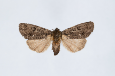 Acronicta rumicis