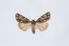 Acronicta rumicis