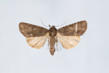 Acronicta rumicis